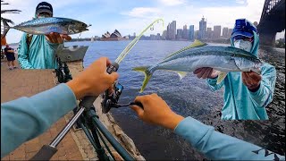Sydney Harbour Kingfish on Ultralight Tackle | Insane Fight in Heavy Structure