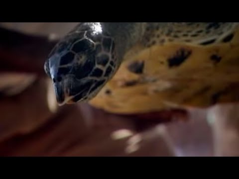 Wounds from Fishing Nets | Saving Planet Earth | BBC Earth