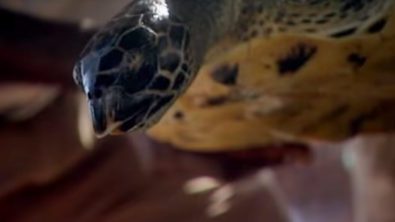 Wounds from Fishing Nets | Saving Planet Earth | BBC Earth