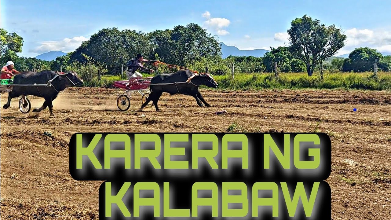 Palayan City Carabao Race during Foundation Day - YouTube