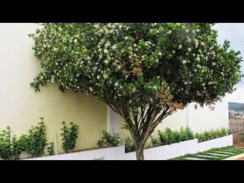 Vídeo: Árvore-dama