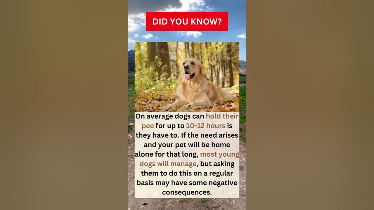 did-you-know-about-golden-retriever-how-long-can-golden-retrievers