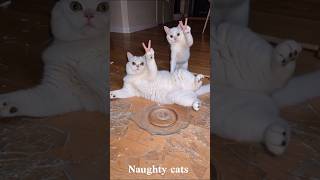 Funny Cat Moments 😂🐱 | Try Not To Laugh #shorts #cat