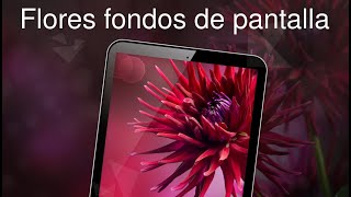 Flores fondos de pantalla 4k screenshot 2