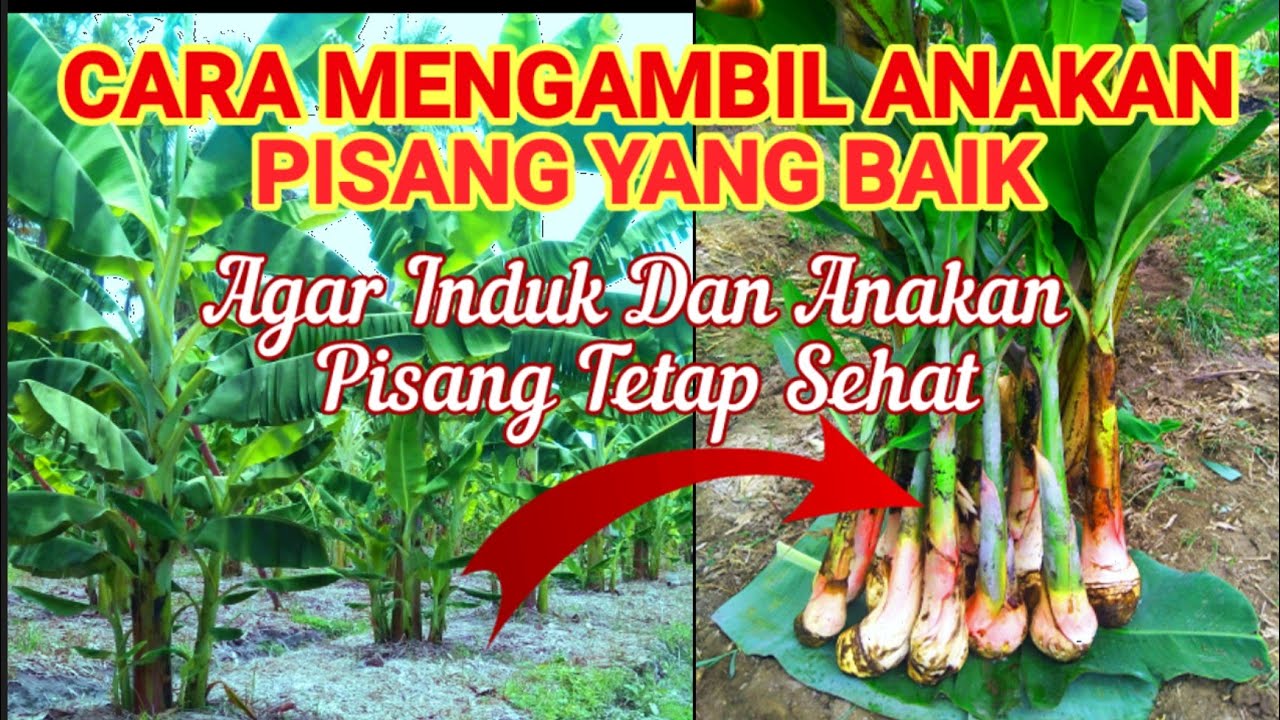 Cara Pengambilan Bibit Anakan Pisang Yang Baik Agar Induk Tidak Terganggu Dan Anakan Tumbuh Maksimal