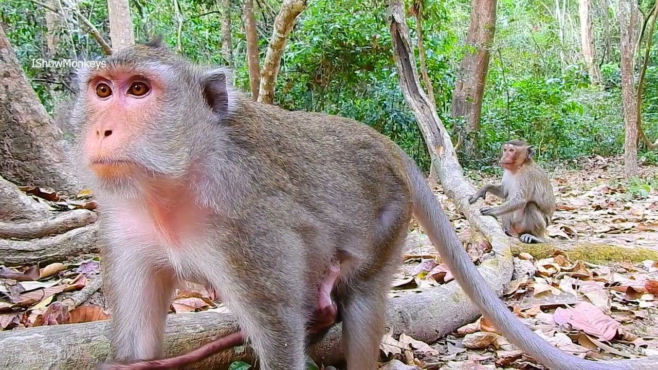 Monkey Anna Is The Best Mom And She Teaches Her Adorable BB AMINA With Good Lesson @IShowMonkeyTV