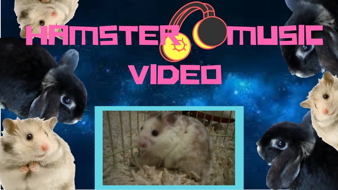 Hamster Dance Music Video YouTube