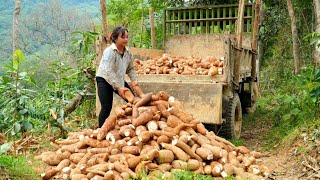 Strong woman and the dump truck: The biggest cassava harvest of the year - Chúc Tòn Bình