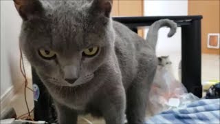 体調不良で寝込んでたら突然ワキの下を咬まれる可哀相な飼い主