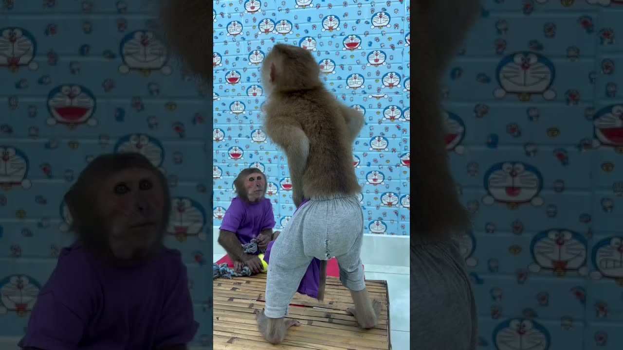 Smart Sam Monkey doesn't like to wear nice clothes