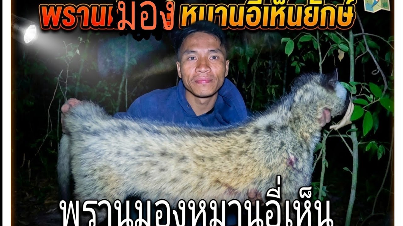 เดีนป่าคนเดียวหมานอี่เห็น7 กุมภาพันธ์ ค.ศ. 2026