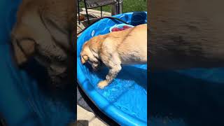 Mikko puppy playing with water balloons