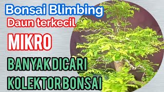 bonsai belimbing supaya harga selangit tehnik membuat bonsai belimbing