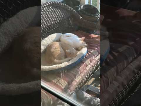 All the cats except Papa.