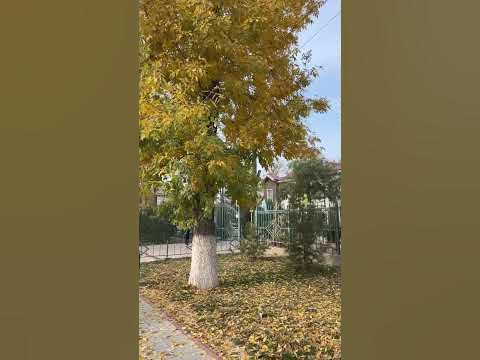 Янгиюль осенью…🍂 - YouTube