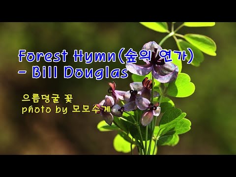 으름덩굴 꽃 &amp;amp; Forest Hymn (숲의 연가) / Bill <strong>Douglas</strong> &amp;amp; photo by 모모수계