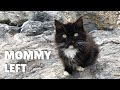 Kittens born under the rocks are abandoned by mother cat