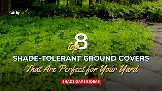 Top 8 Shade Tolerant Ground Covers That Are Perfect for Your Yard 🌳🌺 \/\/ Gardening Ideas