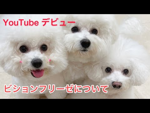ビションフリーゼについて　ふわふわ真っ白アフロの生態　あふろちゃんネル