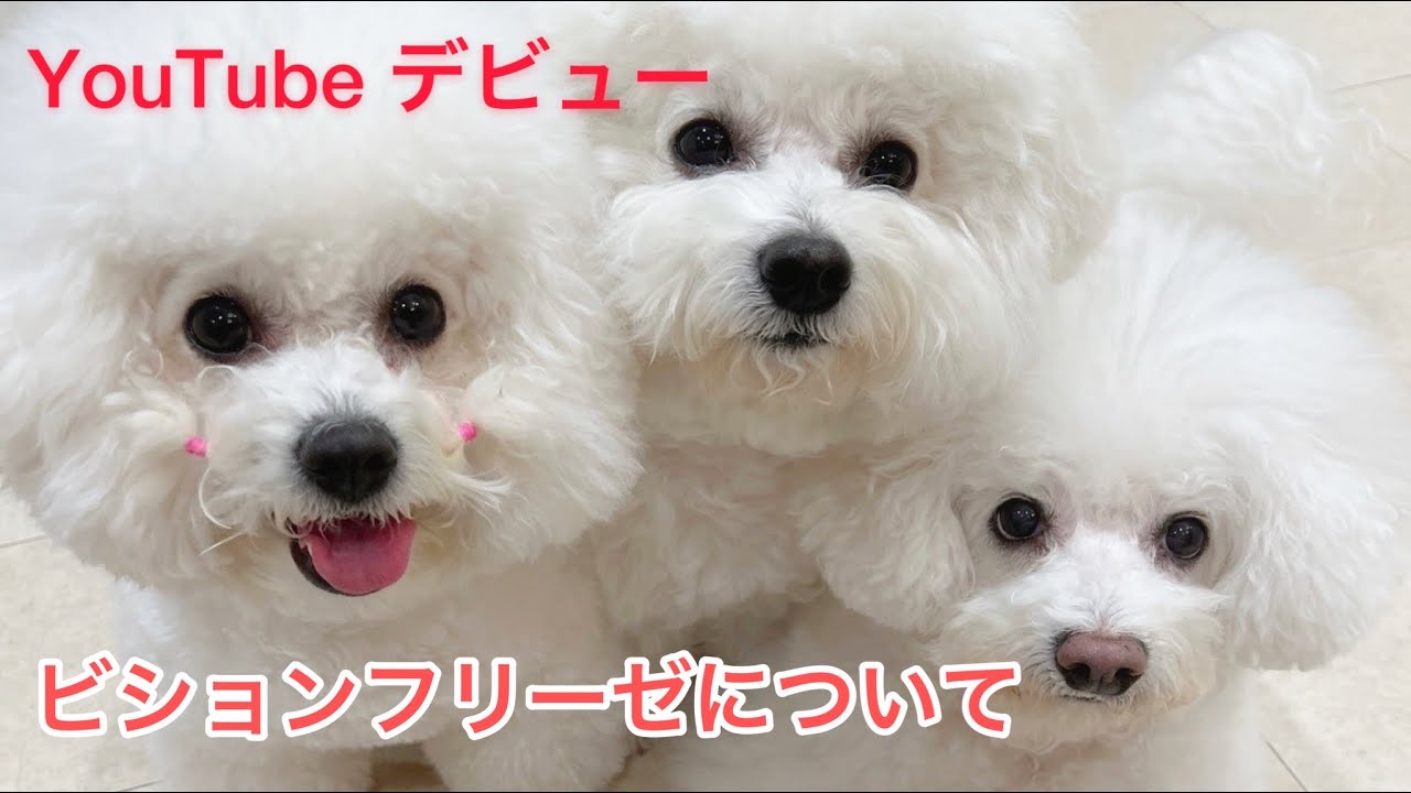 ビションフリーゼについて ふわふわ真っ白アフロの生態 あふろちゃんネル Youtube