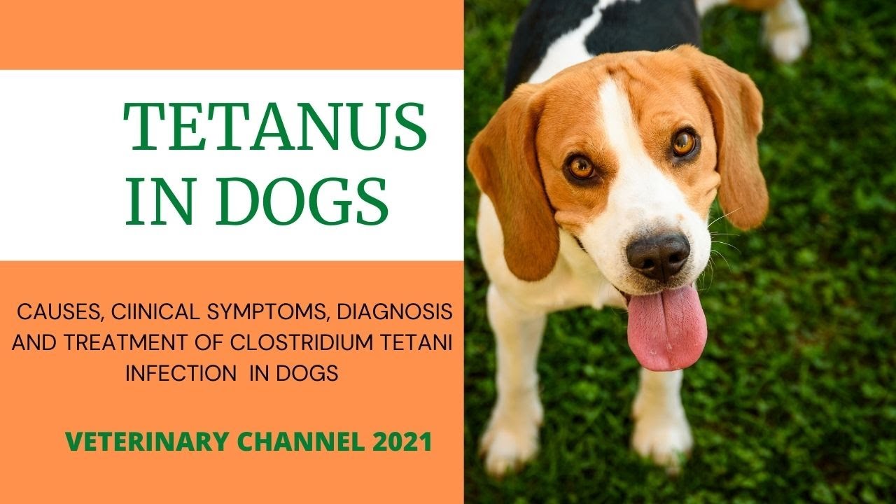 what are the signs of tetanus in a dog