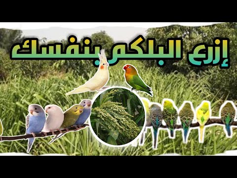 زراعة البلكم وتقديمه لطيور الزينة
