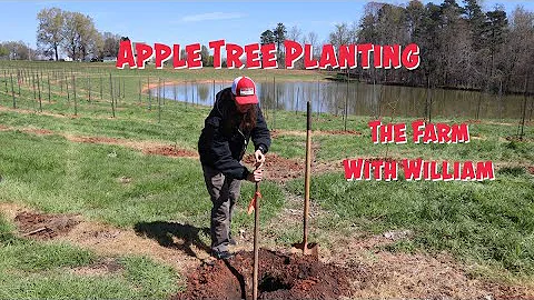 Apple Tree Planting - New Apple Orchard - The Farm with William