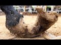 The Donkey's Hoof Is Broken. The Owner Is Too Much!