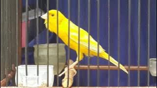 Kenari kalitan mewah volume dan gayanya ( KAHITNA )