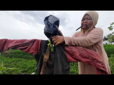 Video: Cara Membuat Orang-orangan Sawah Asli