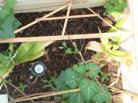 Terrace Vegetable Garden Bangalore India You - Terrace Vegetable Garden Ideas Terrace Vegetable Garden Bangalore India You - Terrace Vegetable Garden Ideas