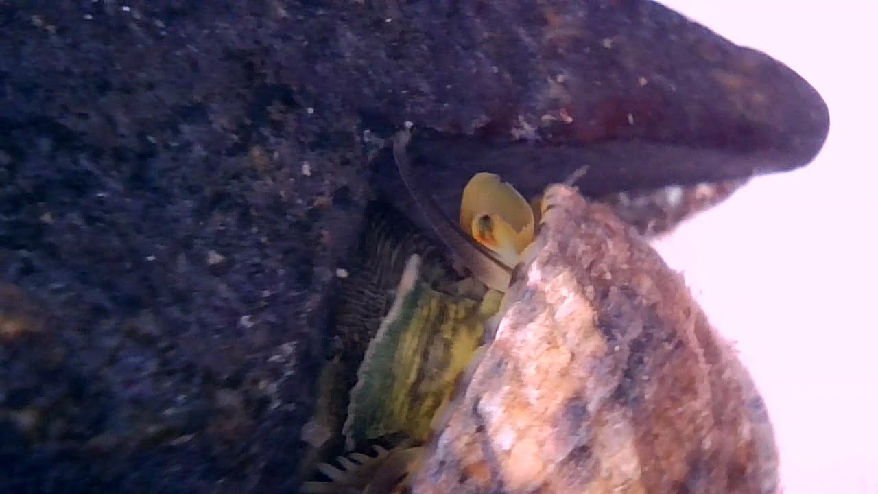 イシダタミの摂食行動