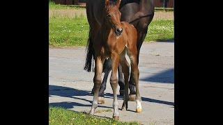 Quadriga : Premium colt 2016 by Jazzman/Romanov Blue Horse/Diamond Hit(, 2016-06-23T15:19:15.000Z)