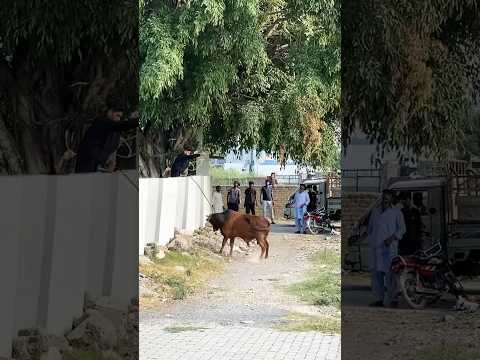 Before Qurbani Cow