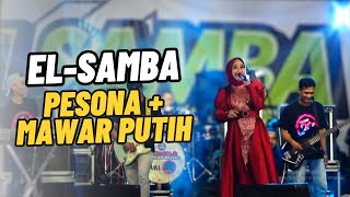 EL-SAMBA PESONA   MAWAR PUTIH !!