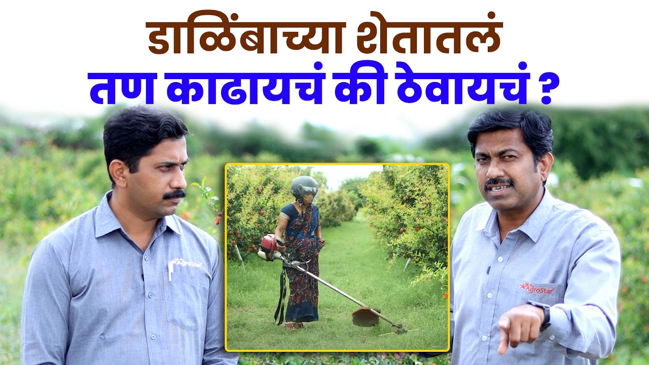 शेतकऱ्यांचा मोठा प्रश्न 🤕 डाळिंब पिकात तण ठेवायचे की नाही | Pomegranate Weed Management | AgroStar