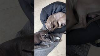 Dogs Ready To Take A Nap