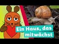 Wie trägt die Schnecke ihr Haus? 🐌