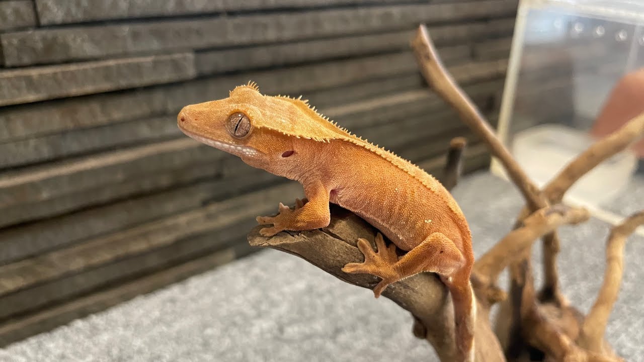 クレステッドゲッコー クレステッドゲッコー｜いきもの商店くすくす - くすくす