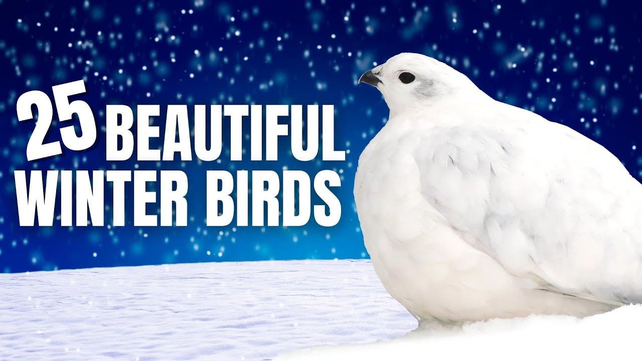 25 Beautiful Birds of Winter | North America - YouTube