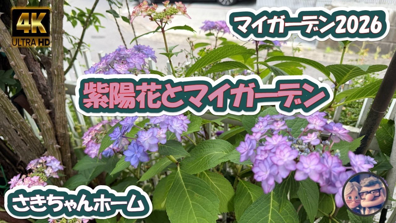 4K】2026年6月8日 🌹紫陽花が色付いて来ました。 #flowers #garden