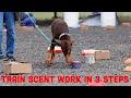 How to train your dog for scent work nosework in 3 easy steps