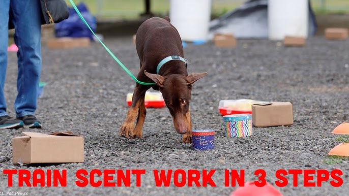 Dog Scent Training Kits: The Best Options for Beginners to Pros