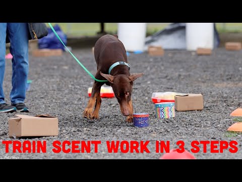 Video: Hundesport 101: Tracking