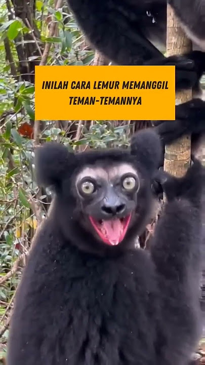 Lemur memanggil teman teman #bird #monkey #burungmacaw #parrot #horse #kucingkampunglucu #satwa
