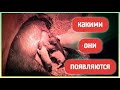 ОПОРОС ВЬЕТНАМСКИХ СВИНЕЙ ОБЗОР ХОЗЯЙСТВА