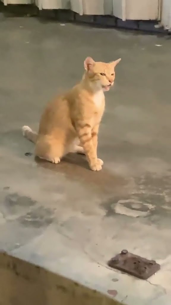C magnifique vidéo très drôle le vidéo ? ? ? ? ? ? ? #cat