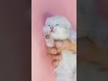 Cute Newborn KITTENS MEOWING