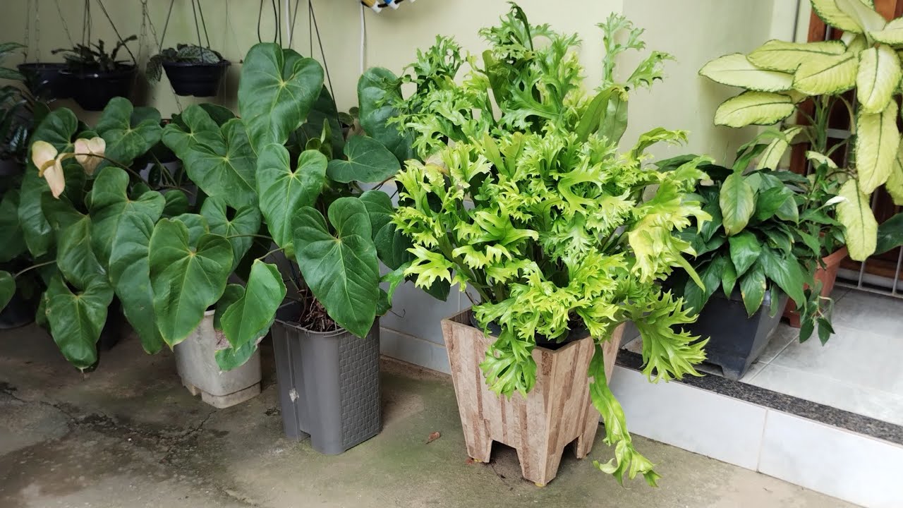 Tour pelo meu jardim de vasos, inspirações e cuidados com plantas.