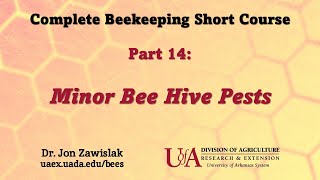 Part 14: Minor Bee Hive Pests